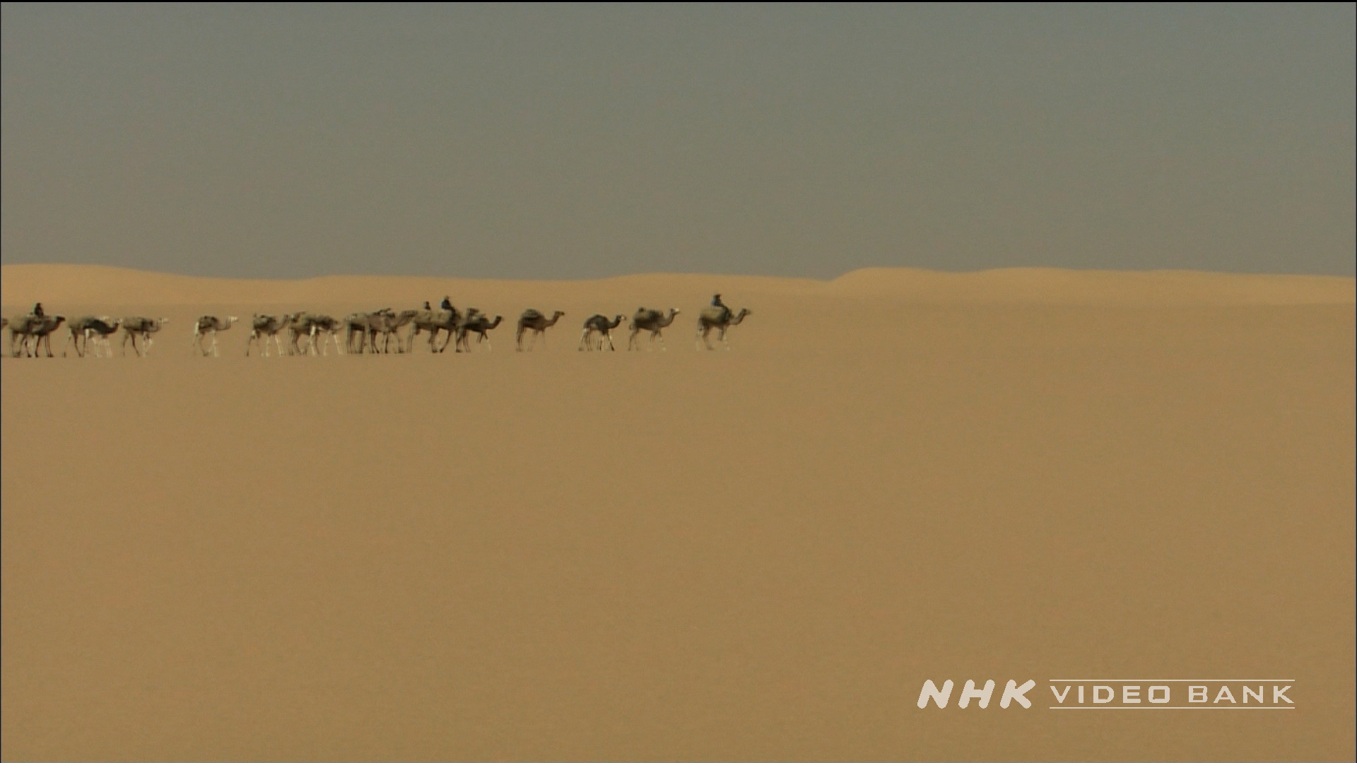 Camel caravan in Tenere Desert