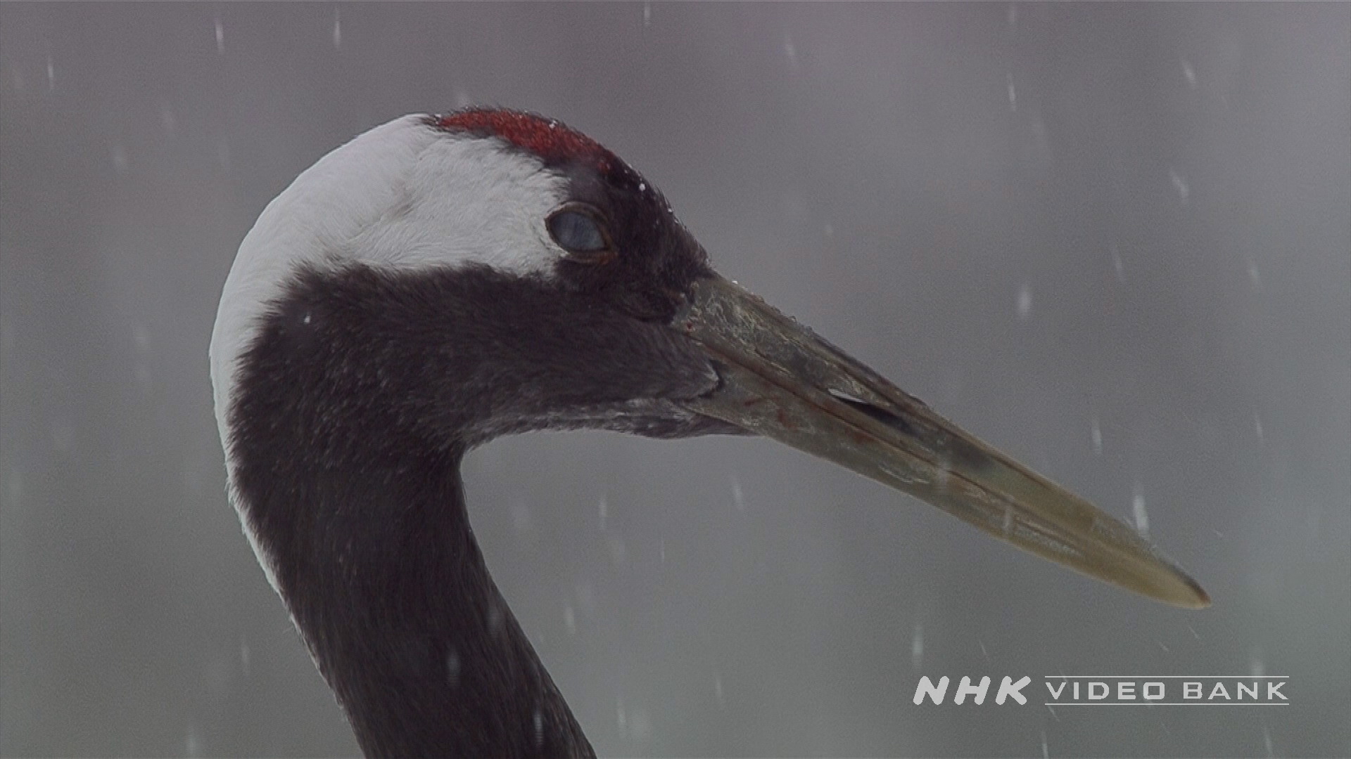 Slow-motion of Red-crested cranes