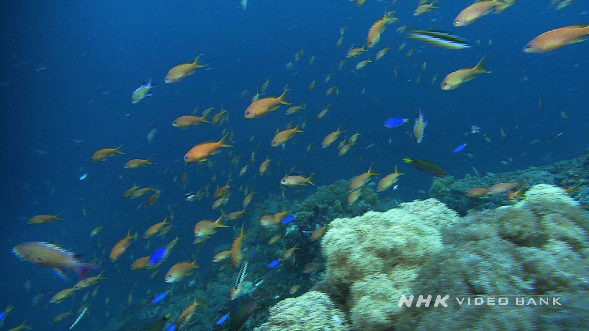 Underwater: marine life in Japan II