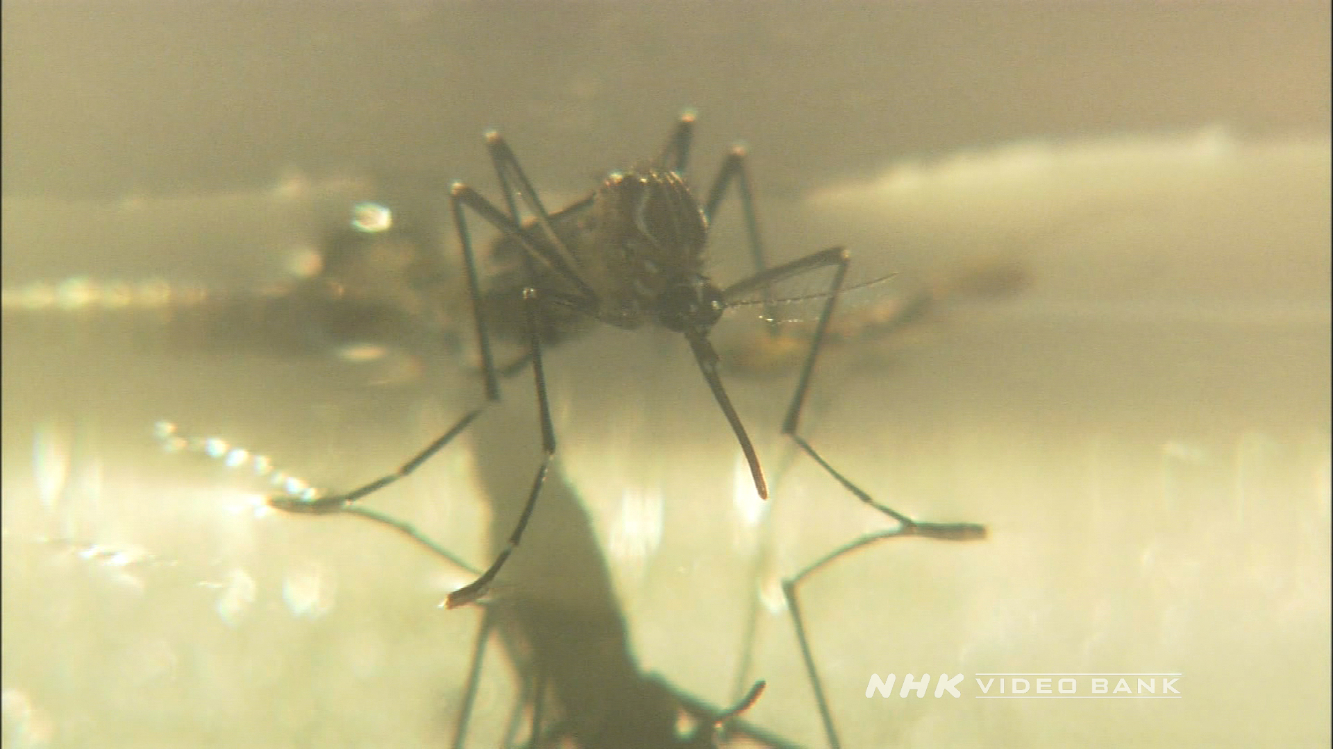 The Dengue Fever Outbreak