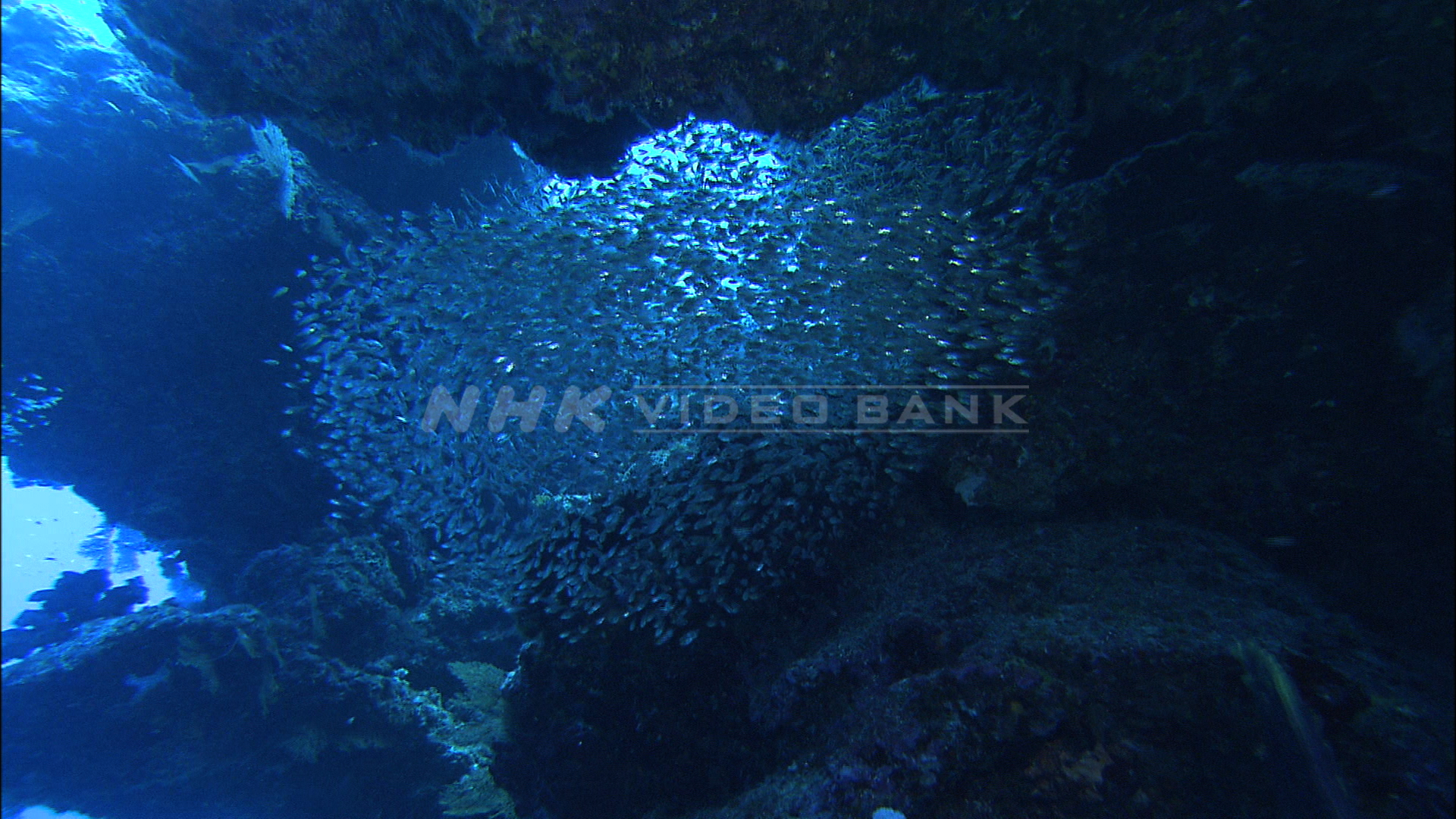 Underwater: the beautiful sea off Kikai Island, southern Japan