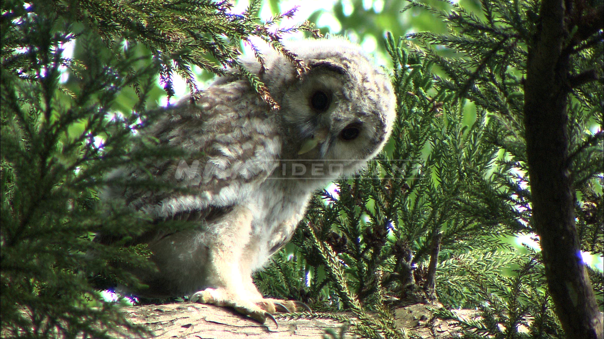 Adorable baby owl sitting on a cedar branch