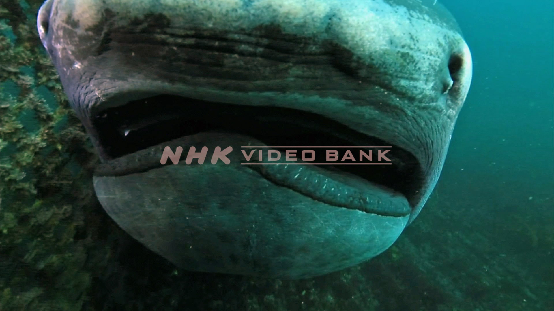 Underwater: a rare megamouth shark captured