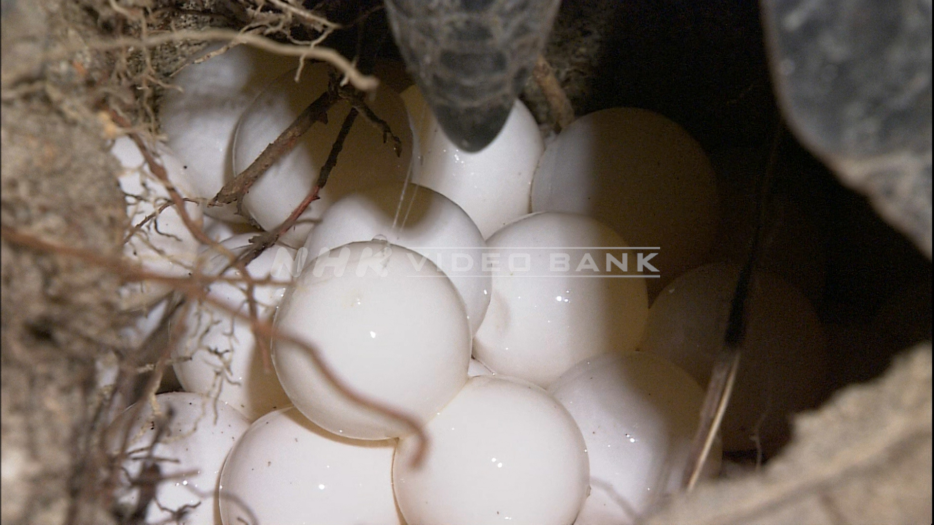 Wonders of nature: sea turtle returns home to lay eggs