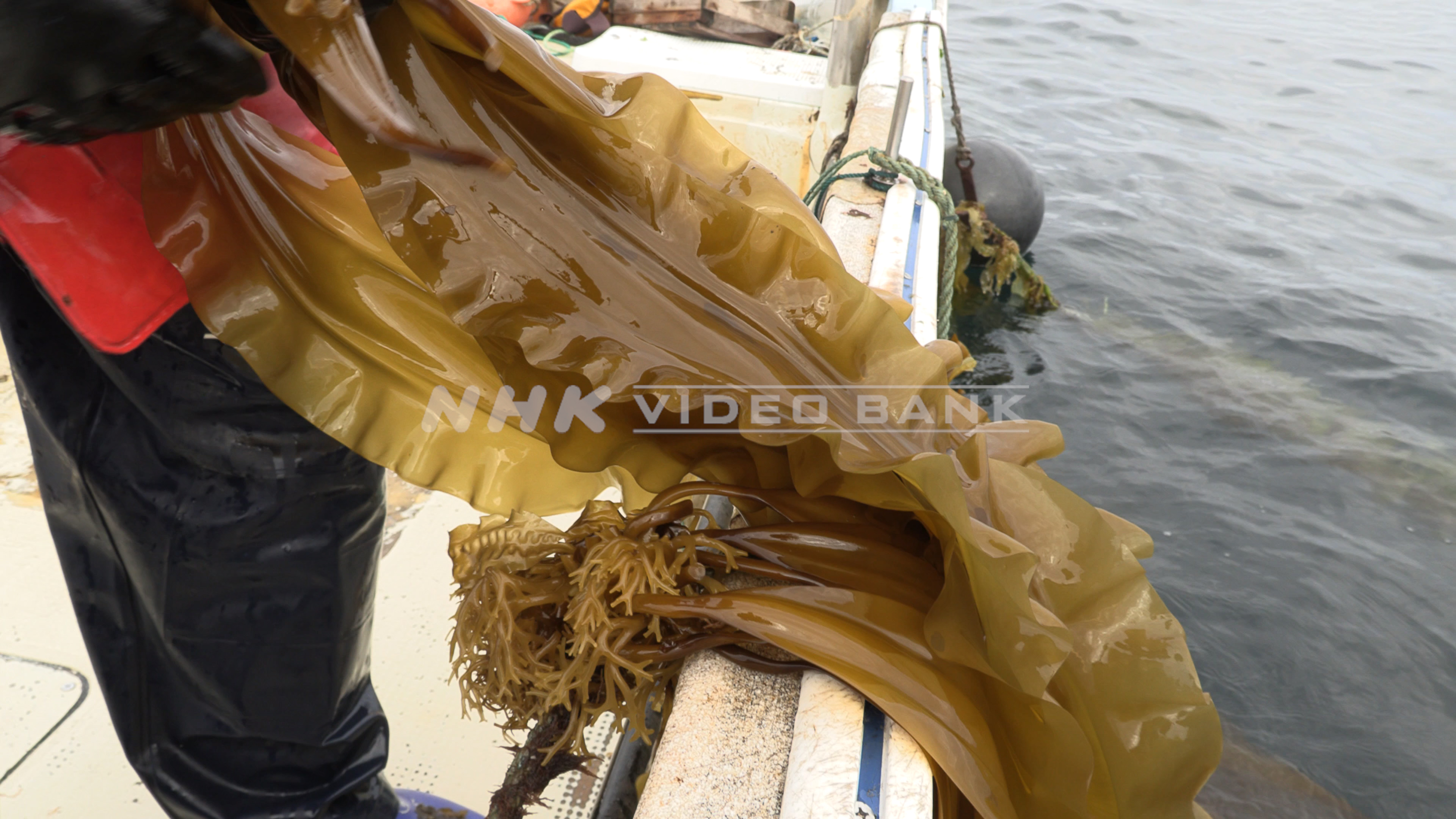 4K: Kelp harvesting in Hokkaido