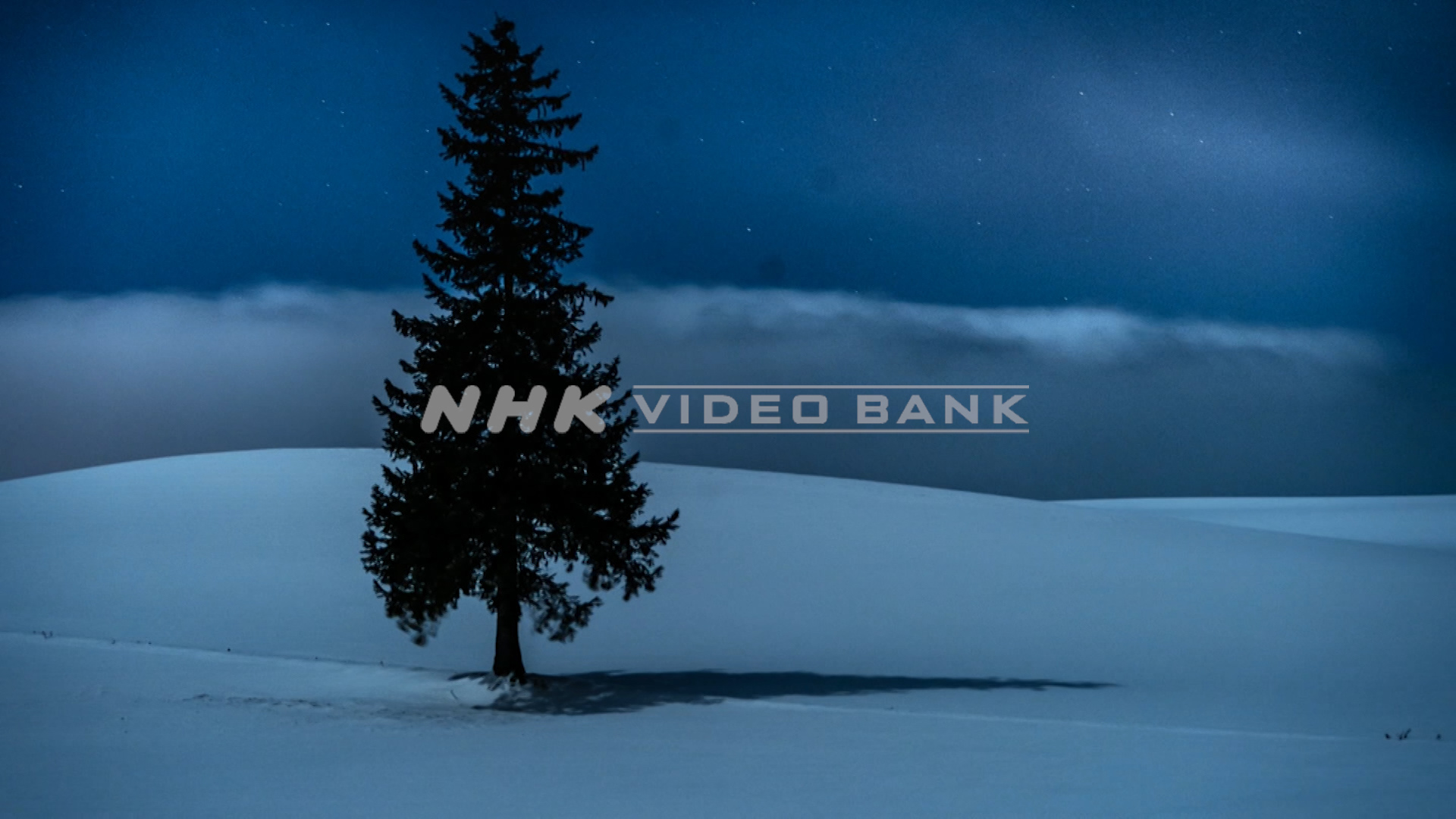 Time lapse: “Christmas Tree” in Biei Town, Hokkaido