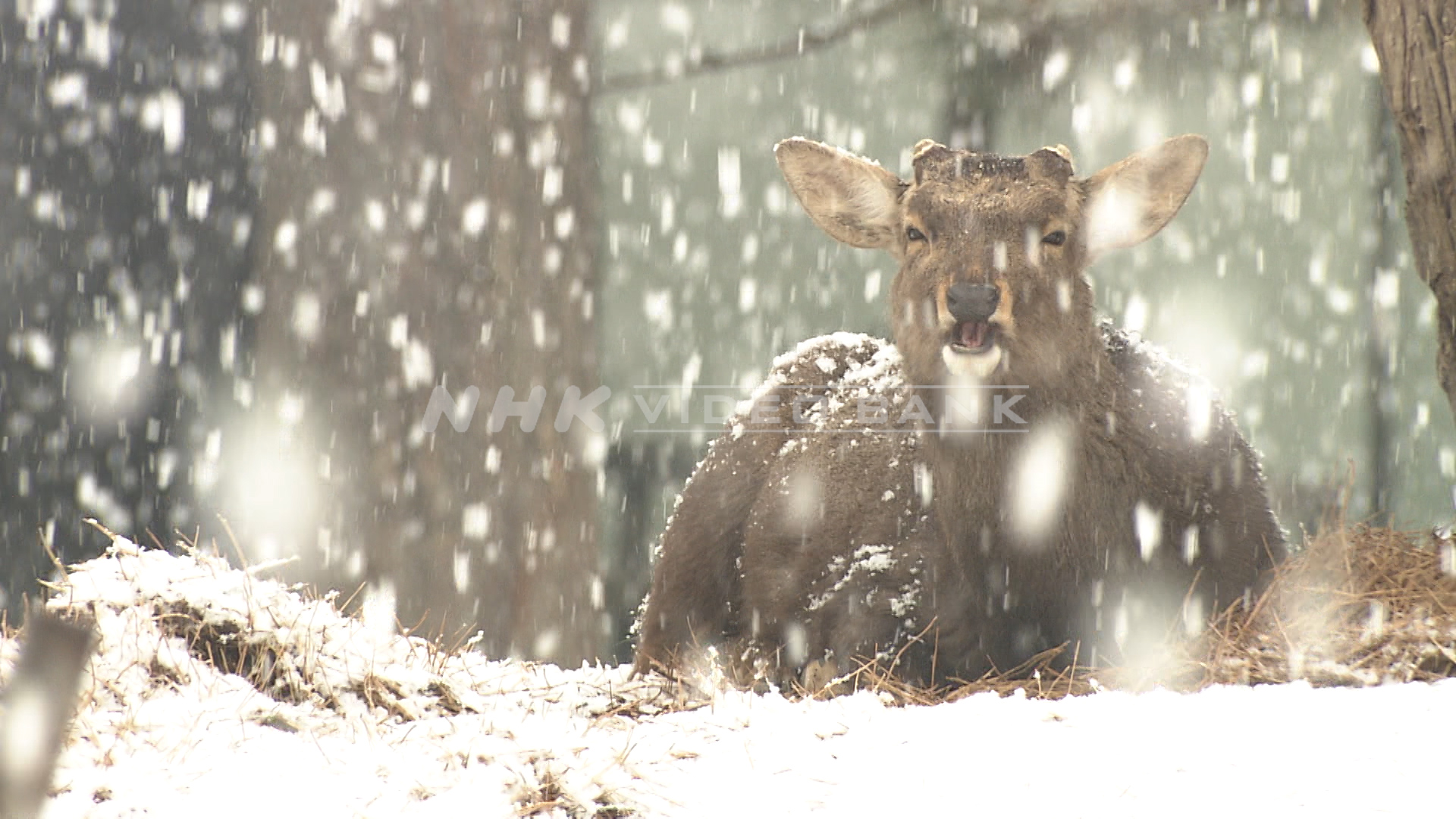 Deer in the snow falling Nara Park